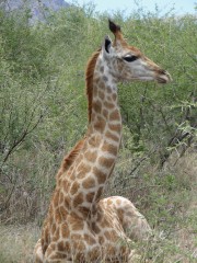 Girafe, Marakele, Afrique du Sud
Photo: Alexandre Truffer