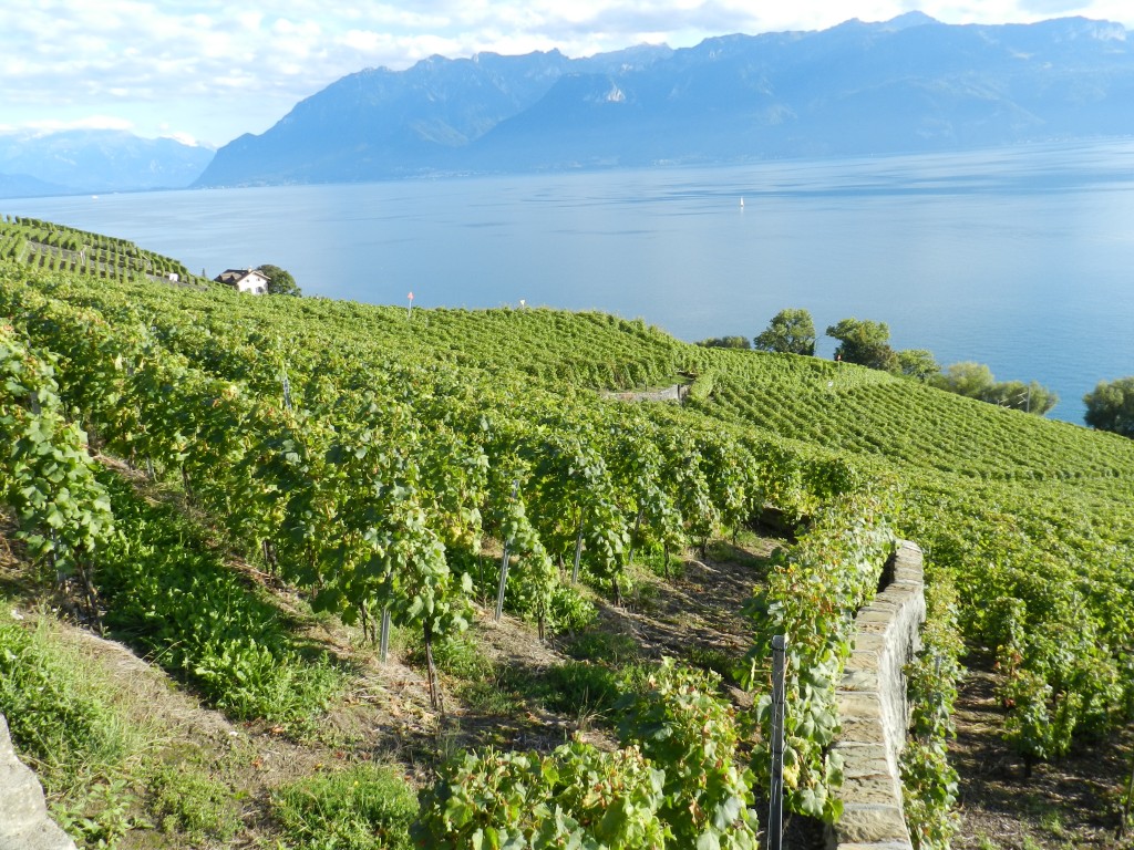 Calamin Grand Cru AOC, Lavaux Photo: Alexandre Truffer