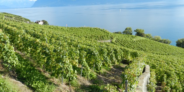 Vendanges 2014 dans le canton de Vaud