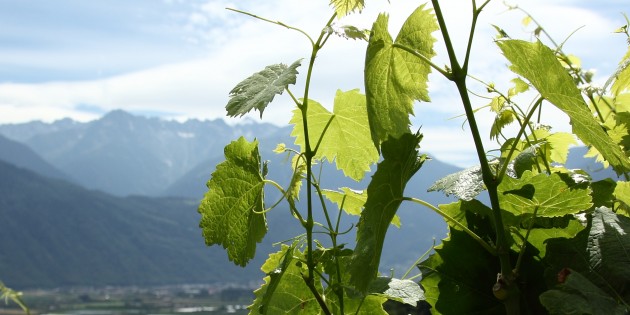 Le réveil de la vigne