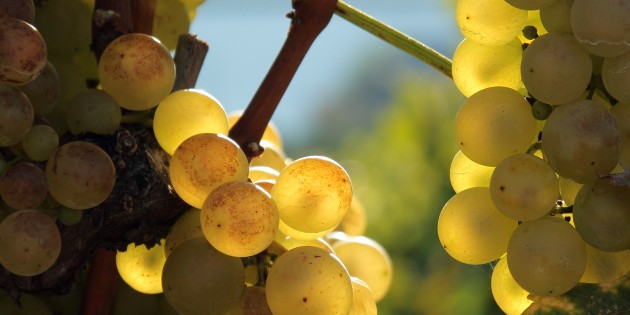 Bans des vendanges de 1480 à 1868 dans la Ville de Lausanne