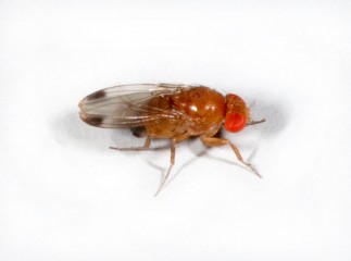 Drosophile Suzukii mâle
Photo: Martin Hauser CC-commons wikipedia