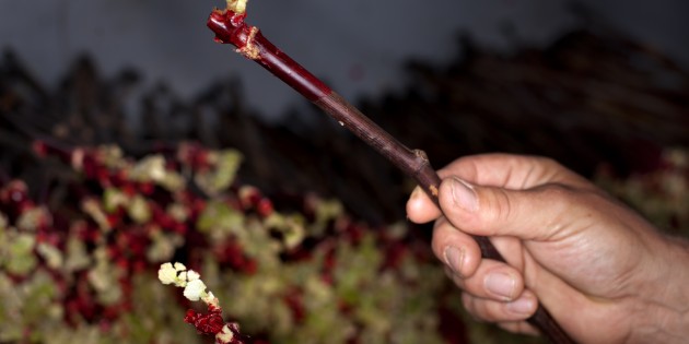 Pépiniériste, le premier métier du vin