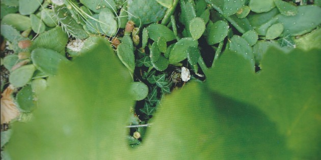 Dans ma vigne, il y a des cactus