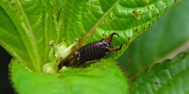 Araignées, coccinelles, guêpes, perce-oreilles et typhlodromes: les auxiliaires de la vigne