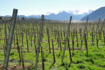 Vignes Daniel Gantenbein, Grisons Photo: Alexandre Truffer