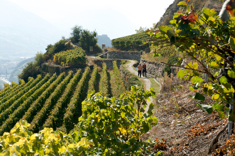 Vignoble valaisan Photo: Marque Valais