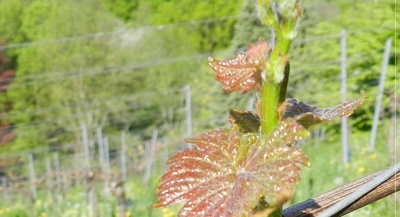 Vignobles européens: foudroyant coup de lune