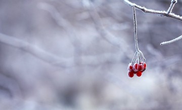 Image Creative Commons/Pixabay