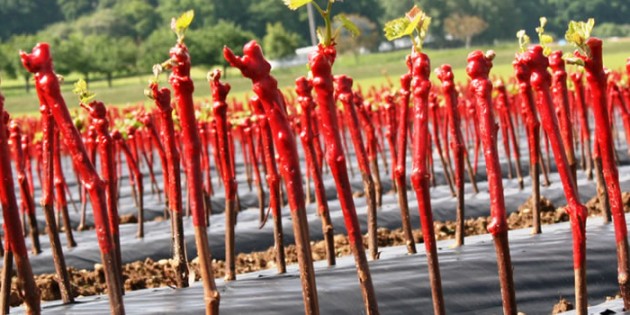 La naissance de la vigne