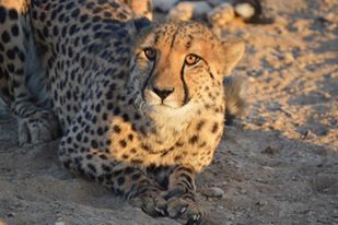 Guépard à Neuras Winery and Wildlife Foundation Photo: Alexandre Truffer