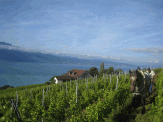 Lavaux Photo: Alexandre Truffer