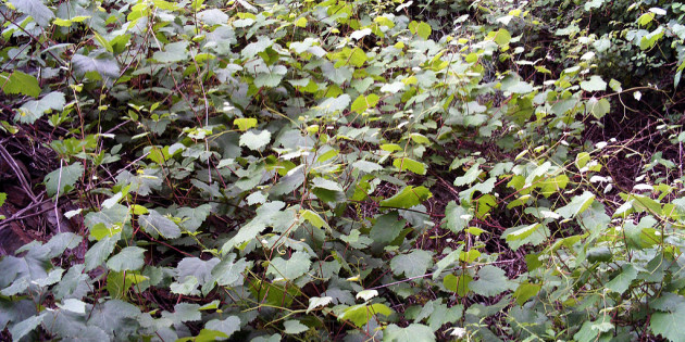 La vigne sauvage, un patrimoine en voie de disparition