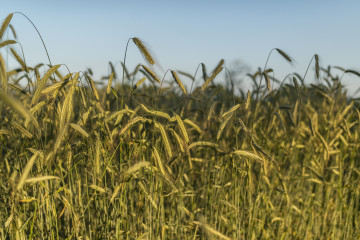 Campagne genevoise Photo: Jean Revillard