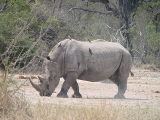 Rhinocéros du Swaziland Photo: Alexandre Truffer