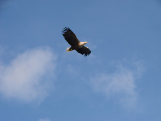 Aigle dans le ciel norvégien Photo: Alexandre Truffer