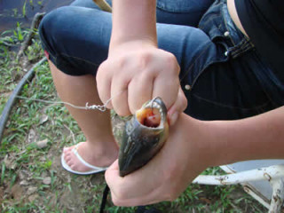 Piranha, Pantanal brésilien Photo: Alexandre Truffer